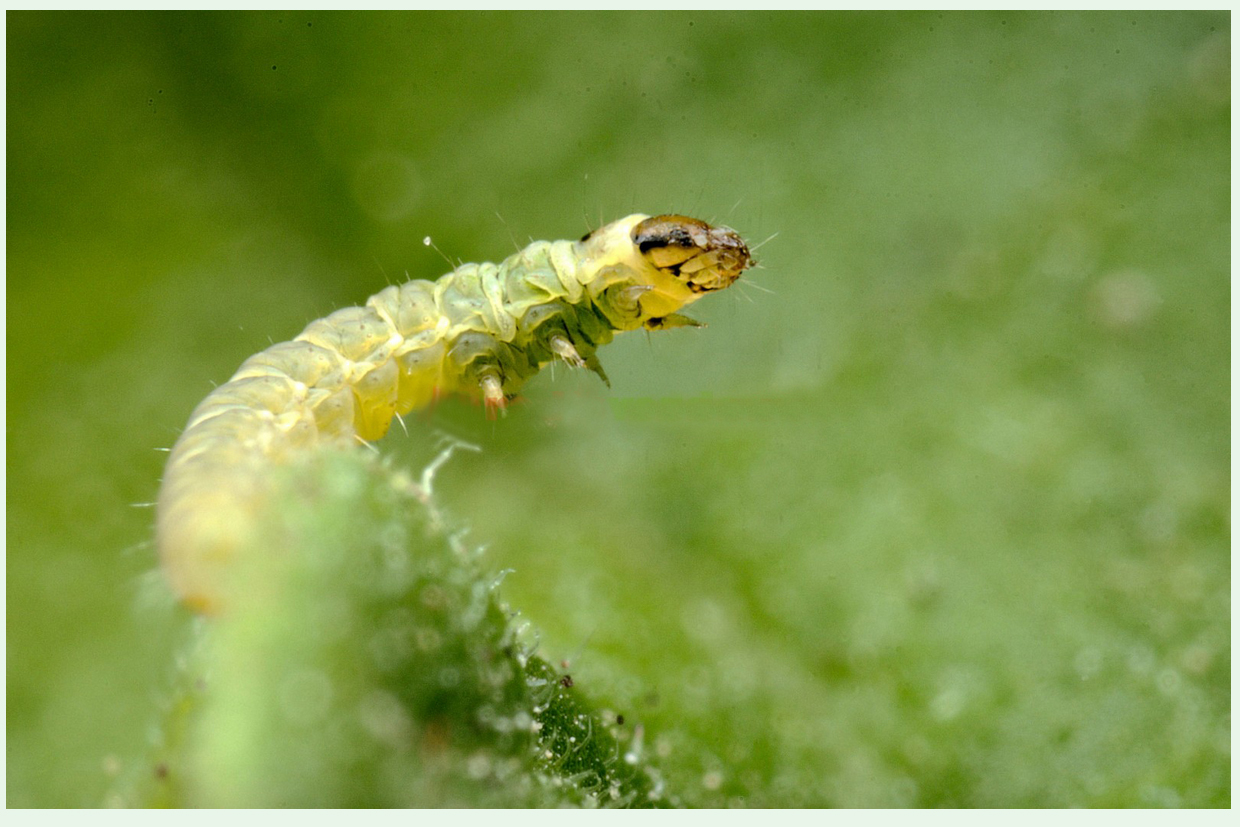 Insectes et auxiliaires de culture